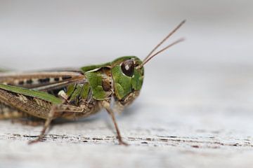 Sprinkhaan van Bärbel Severens