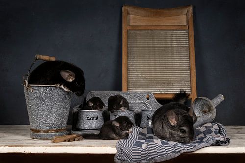 Familie van grijze en zwarte chinchillas met babies in een huislijke setting met ouderwetse keukensp