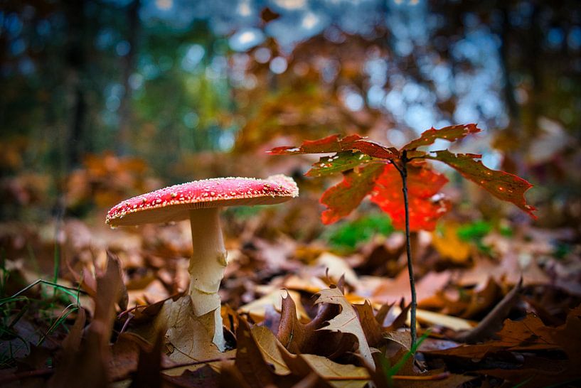 Pilz von Bart Nikkels