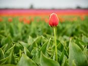 Eine rote Tulpe von Martijn Tilroe Miniaturansicht