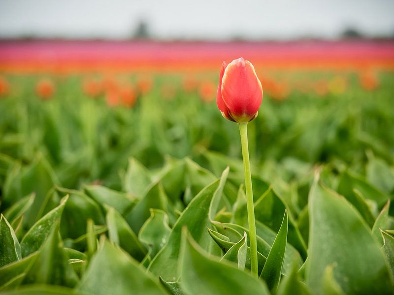 Eine rote Tulpe von Martijn Tilroe