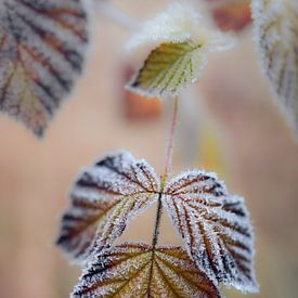 Winter leaf by Annemarie Veldman
