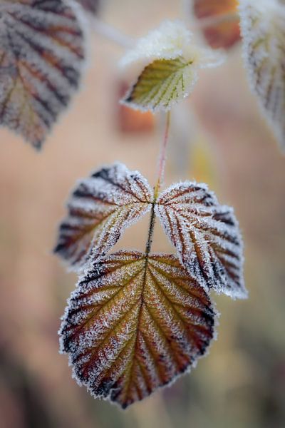 Winterblatt von Annemarie Veldman