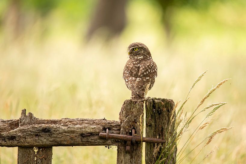 Tawny owl, Athens noctua. bird of prey by Gert Hilbink