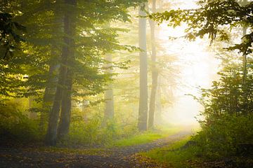 Waldweg im Licht von Martin Wasilewski