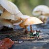 een miniatuur mannetje van little world zit op een bankje onder een paddenstoel in het bosiant Mushrooms van ChrisWillemsen