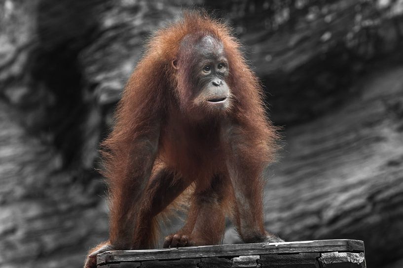 Verraste jonge orang-oetan met weelderig rood haar op vier poten foto van Michael Semenov