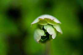 Young columbine by Andreas Paul