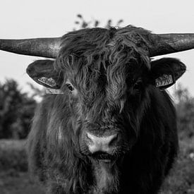 wilde koe sur Branca Verheul