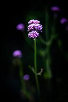 Verveine pourpre