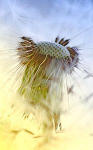 La tête dans les nuages sur Marlies Prieckaerts