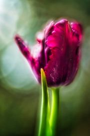 Dutch tulip by Inge Meijer