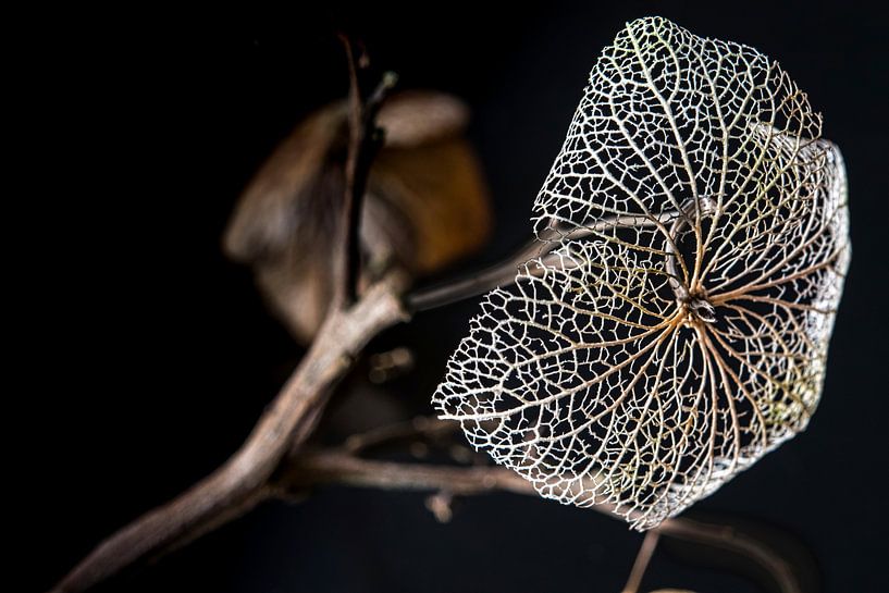  The beauty of impermanence by Rietje Bulthuis