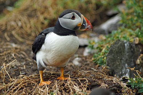 Papegaaiduikers op het eiland Skellig Michael in Ierland