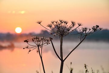 Matin magique sur Ingrid de Vos - Boom