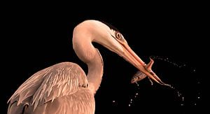 Reiger met vis van Marjolein van Middelkoop