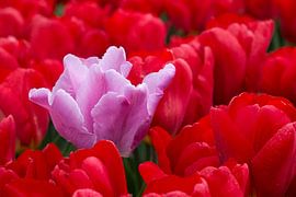 Pink tulip among red tulips by W J Kok