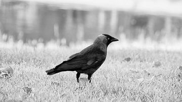 Raaf, Raven, Zwart Wit, Black and white van Tom Poelstra
