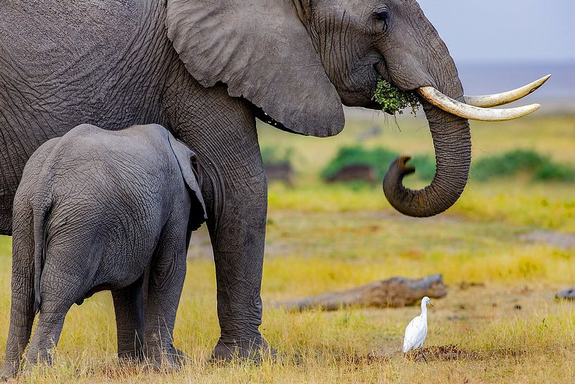 Moederolifant met zuigend jong van Peter Michel