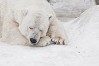 Een witte ijsbeer in een pluizige kristalwitte huid die op de sneeuw ligt en slaapt (rust), een groo van Michael Semenov thumbnail