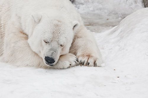 Een witte ijsbeer in een pluizige kristalwitte huid die op de sneeuw ligt en slaapt (rust), een groo