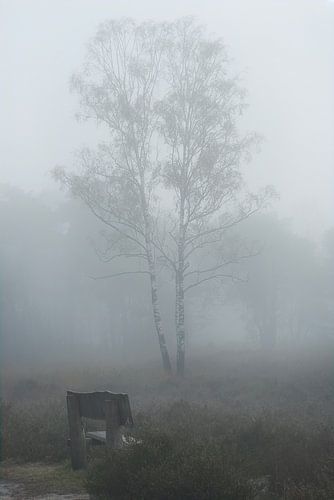 Banc brumeux du matin sur Wilco Bos