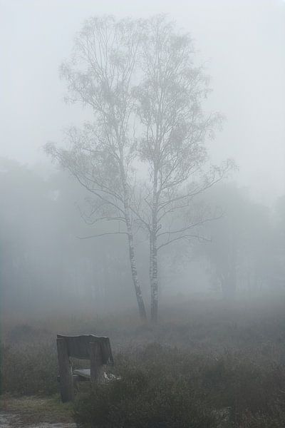 Neblige Morgenbank von Wilco Bos