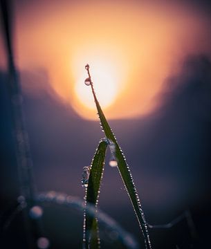 Dauwdruppels op een grasspriet van Li-Bro