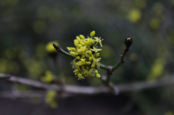 Cornus en fleur