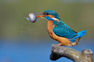 Martin-pêcheur - L'heure du dîner ! sur Martins-pêcheurs - Corné van Oosterhout