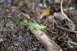 Grille von Hannelore
