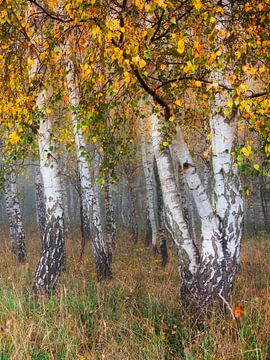 forêt de bouleaux en automne II sur Daniela Beyer