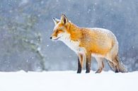 rode vos in de sneeuw van Pim Leijen thumbnail