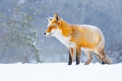 rode vos in de sneeuw