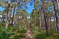 Summer morning walk through the pine forest
