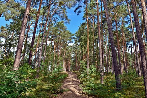 Zomermorgenwandeling door het dennenbos