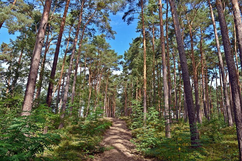 Summer morning walk through the pine forest by Silva Wischeropp