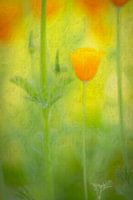 Klatschmohn (orange)