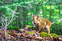 Wild boar on an adventure