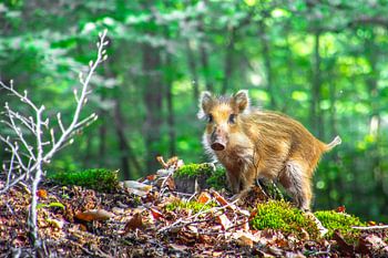 Wild boar on an adventure