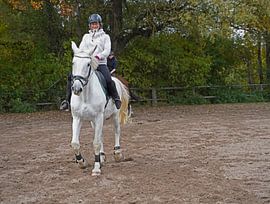 Training with the white horse on a riding arena in autumn