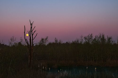 volle maan in het Bargerveen