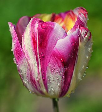 Roze witte tulp met regendruppels van Jessica Berendsen