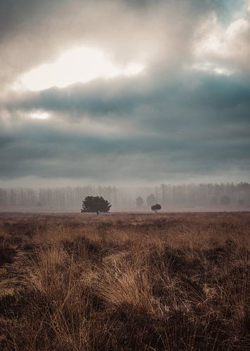 Planken Wambuis part 36