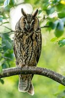 Hibou des marais dans mon coin de nature