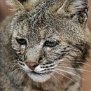 Rode Lynx : Koninklijke Burgers' Zoo van Loek Lobel thumbnail