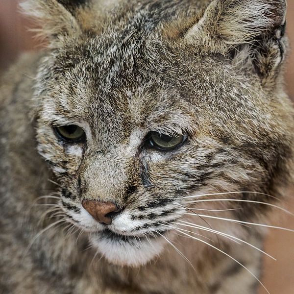 Red Lynx : Königlicher Bürgerzoo von Loek Lobel
