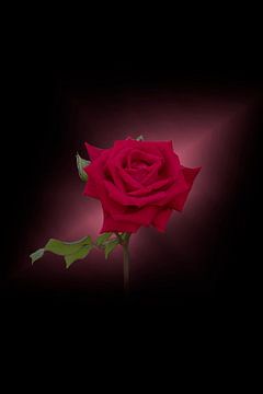 rote Rose auf schwarzem/rosa Hintergrund von Ribbi