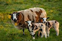 Lambs is spring