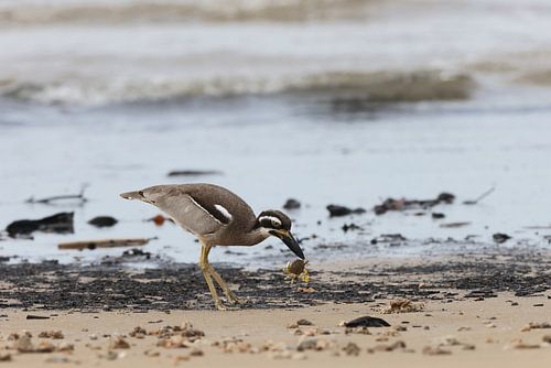 strandloper, Esacus magnirostris, Queensland, Australië